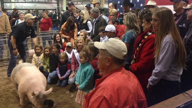 Community pays $47,000 for swine after boy loses mother