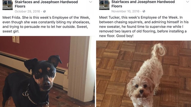Business owner awards 'employee of the week' to dogs he meets on job site