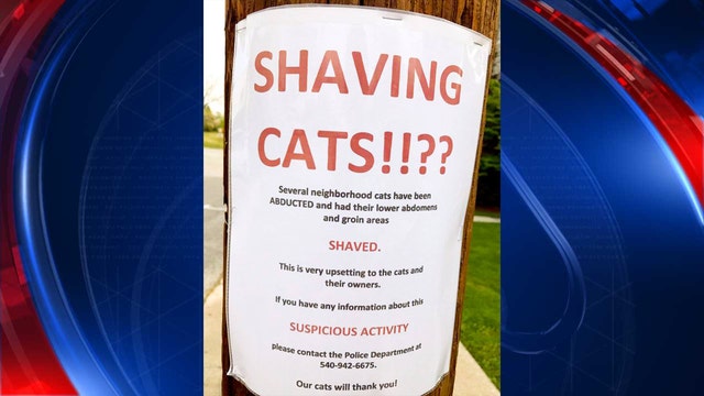 Mystery in Virginia: Someone is shaving other people's cats