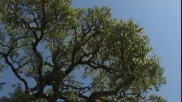 Death of Texas trees yields model for future recovery plans