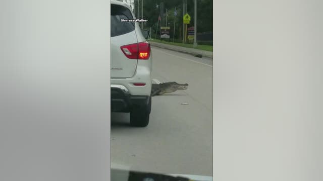 WATCH: Alligator crosses busy roadway in Lakeland