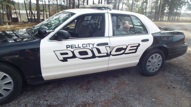 Pot-Bellied Pig Found in Alabama