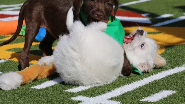 Puppy Bowl  draws crowds at Super Bowl City