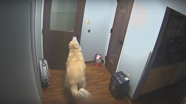 FOUND: Dog located after opening several doors to escape from Va. animal hospital