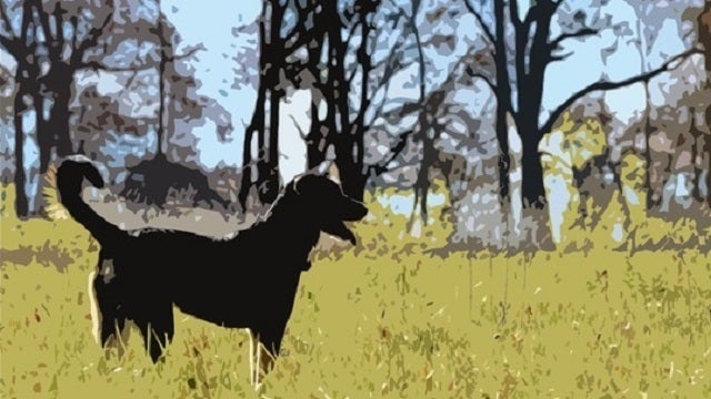 Dog leaves half of her food for companion who died