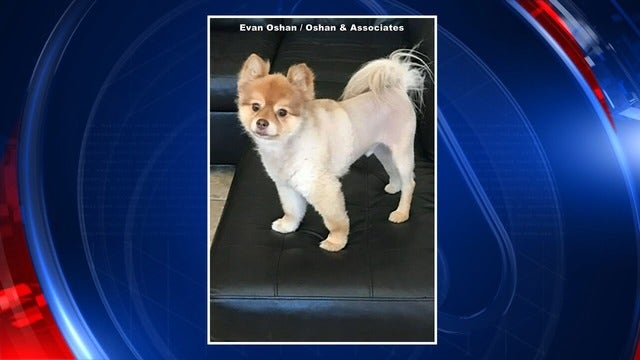 Dog found dead in carrier during Delta layover near Detroit