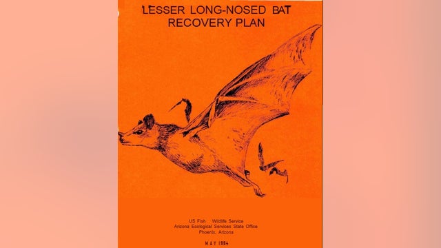 Important lesser long-nosed bat to be removed from endangered list, helps tequila producers