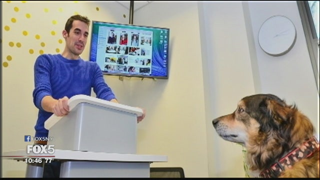 Business students practice public speaking in front of dogs