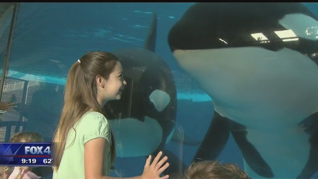Marketing professor gives his thoughts on SeaWorld orca announcement