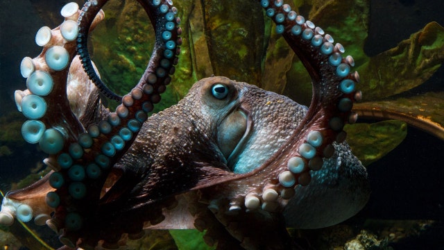 So long, suckers! Inky the octopus makes an amazing escape