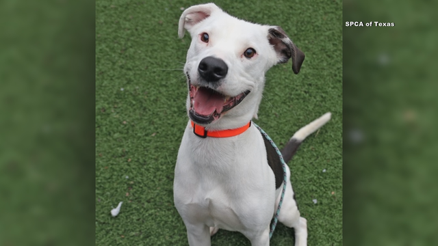 SPCA of Texas offering $20 deal for big dogs looking for homes