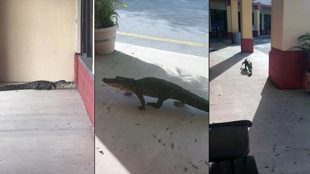 Alligator does 'window shopping' in Flagler Beach
