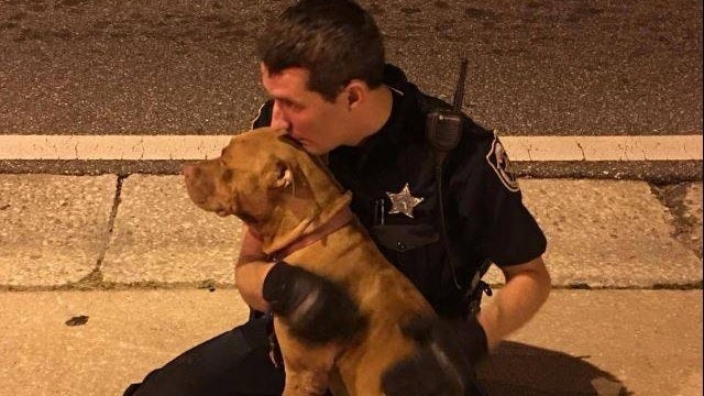 Heartwarming Scene: Injured, frightened pit bulls saved by 2 officers