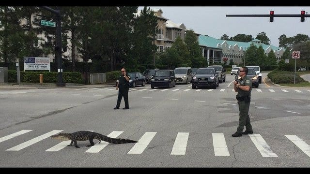 Why did this alligator cross the road?