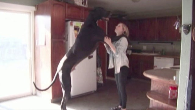 Is this the world's tallest dog?