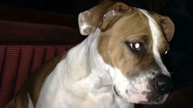 Woman makes Facebook plea for someone to kill her dog