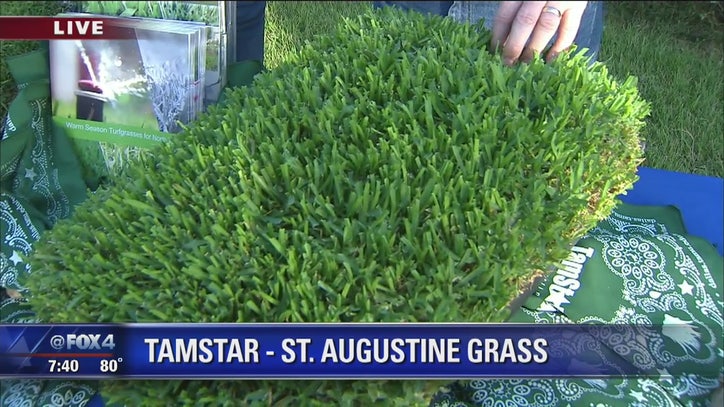 Texas Scientists Breed New Heartier Turf