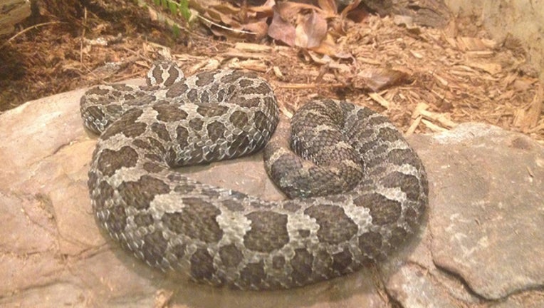 0219d620-USFWS_MASSASAUGA_RATTLESNAKE_052319_1558642905192-402970-402970.jpg