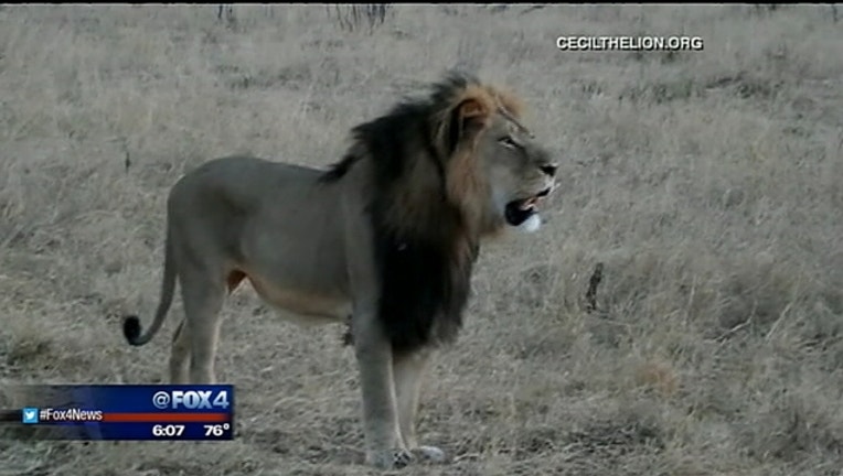 cecil the lion_1439478768219.jpg