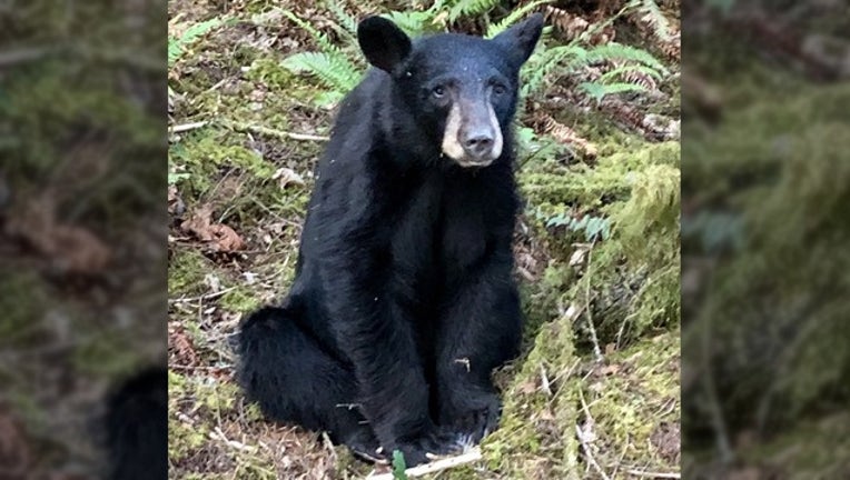 0826b0ed-WCSO_bear 1_061819_1560867776339.png-402429.jpg