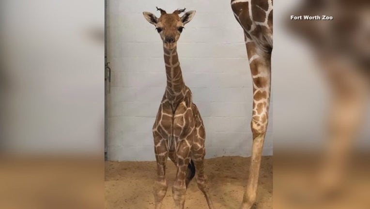 Baby Giraffe Born At Fort Worth Zoo
