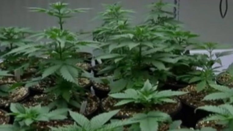Marijuana_penalties_0_20170314025031-407693