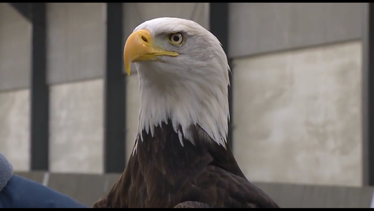 eagle_1454364849804-404959.png