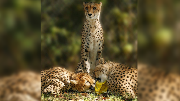 Dallas Zoo cheetah_1489697513627.png