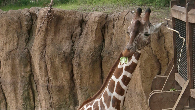 2243b34f-Dallas Zoo giraffe Katie