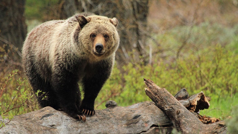 24d9b393-Grizzly bear