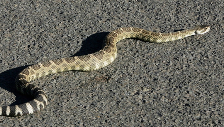 Snake, Rattlesnake