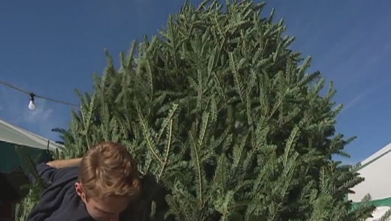 2bc93835-Christmas_tree_shortage_0_20171127031617-407693