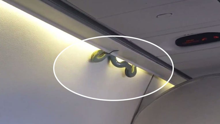 snake2_1478549290019-401385.jpg