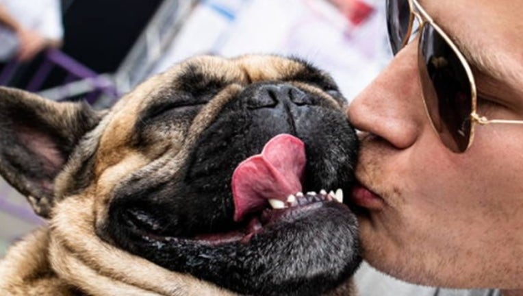do dogs like when humans kiss them