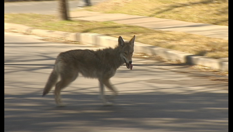 38482dbc-coyote2_1454877698460.png