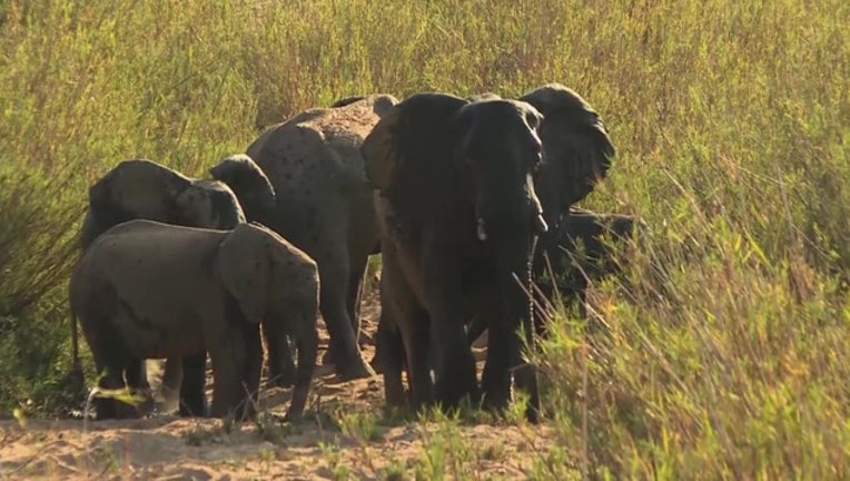 3cf73364-african elephants 5-401385.jpg