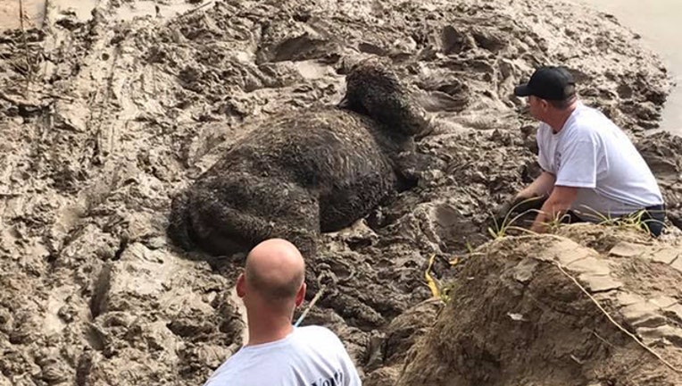 3e06198e-cow rescue stuck in mud