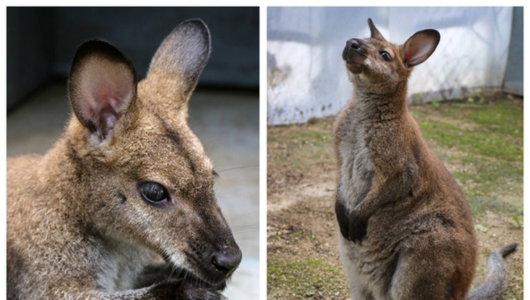 4cf0b00f-wallaby_1465941848801.jpg