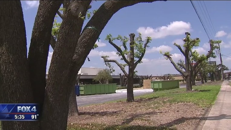 502026aa-Tree_Massacre_on_Forest_Lane_0_20170612225736