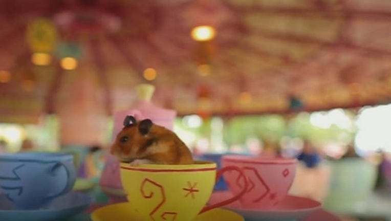 561d9c95-hamster_1439498301787.jpg