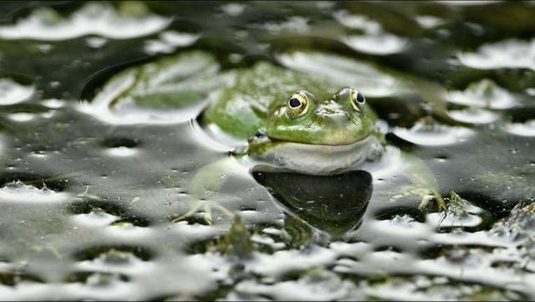 67fce05b-Getty_frog_new_1551391929480-405538.JPG
