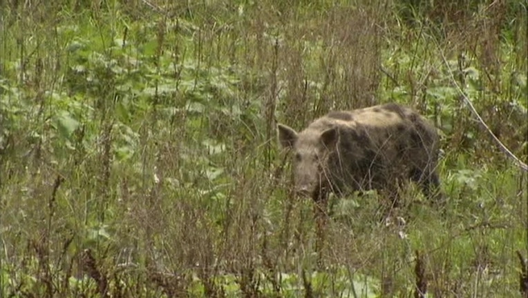 7081d1a6-feral hogs_1487894821576.jpg