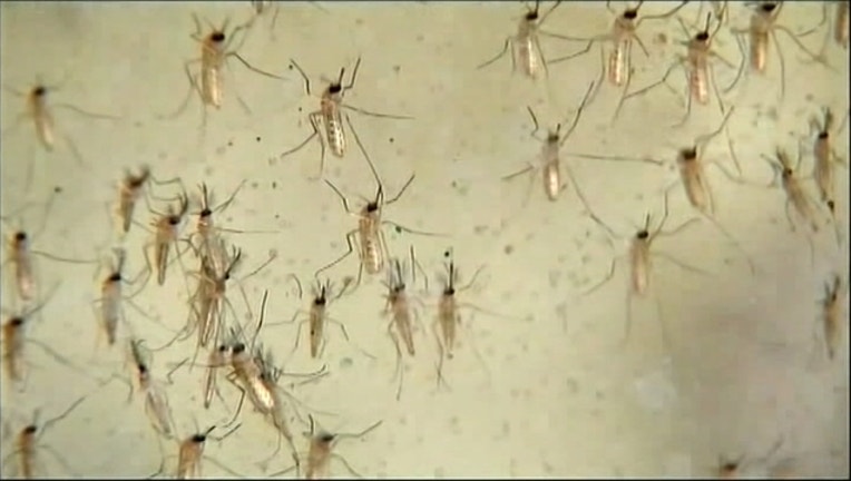 8043484d-West Nile mosquitos-409650-409650