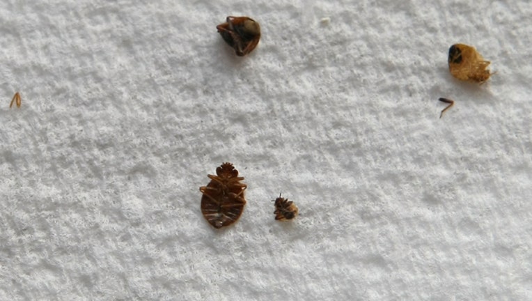 98ff6049-GETTY bedbugs_1548885466980.jpg-407693.jpg