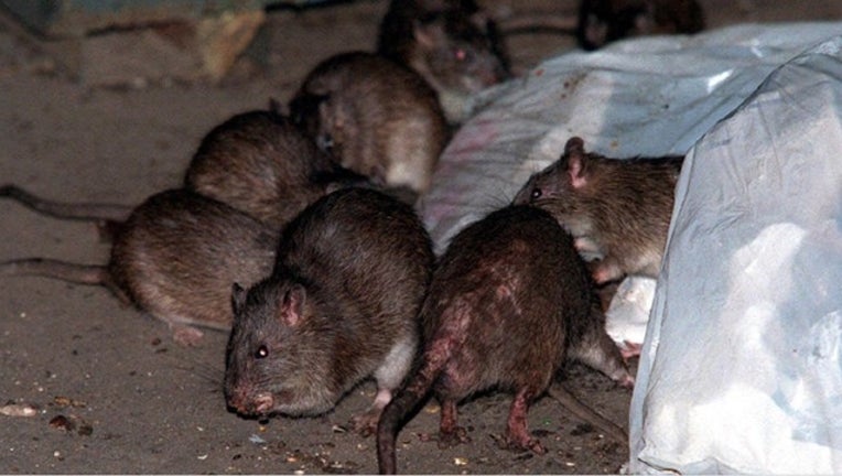 a254ee58-Rats_1452208332256-408795.jpg