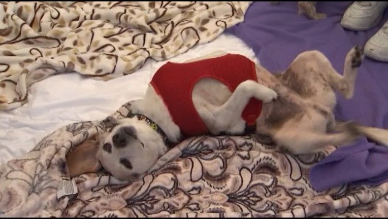a323583f-TSE-1 WOMEN AND SLEEPING WITH DOGS_KDFW131e_146.mxf_00.00.03.11_1543410369766.png.jpg
