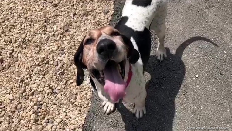 a573aad2-Smoke from Animal Welfare League of Arlington-401720