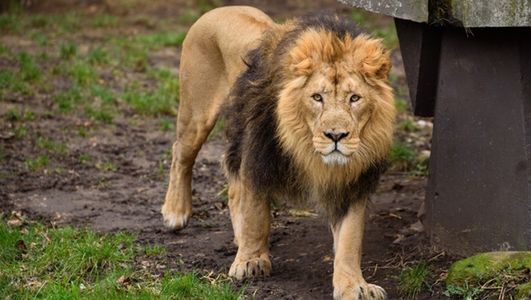 a70fb7b2-lion zoo getty_1546213151124.jpg-401720.jpg