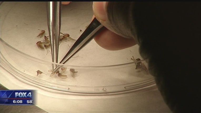 af0af254-Zika_virus_testing_for_women_in_Dallas_0_20160210002834