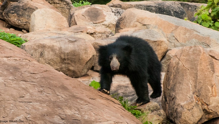 Bear stock photo by Bikash Das via Flickr-404023